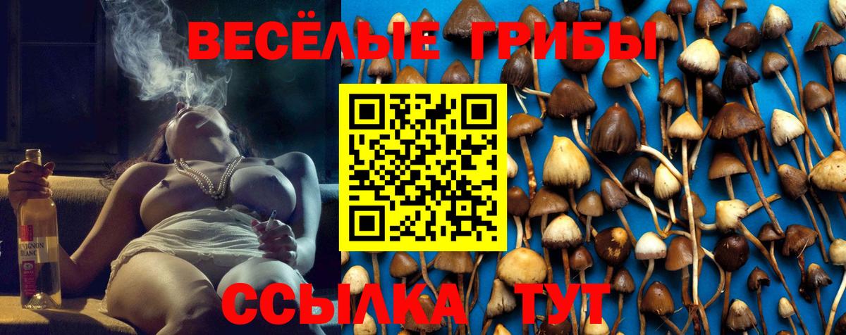 Псилоцибиновые грибы Psilocybine cubensis Ярославль